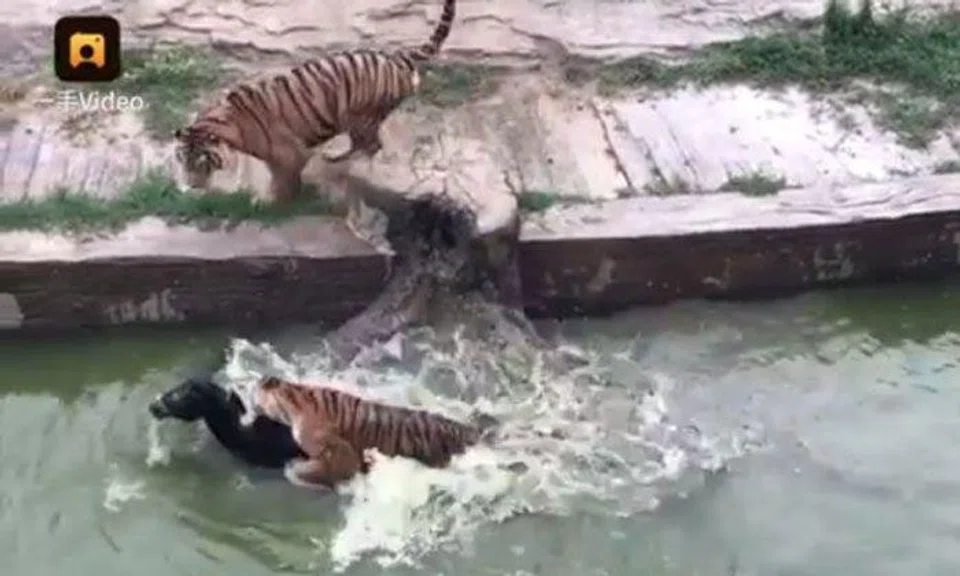 Visitors horrified after witnessing live donkey being fed to tigers at Chinese zoo