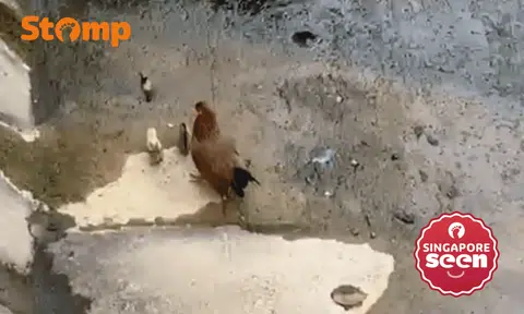 Passer-by helpless after seeing hen guarding chicks inside Yishun monsoon drain