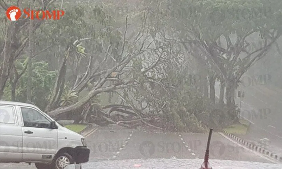 Huge tree falls onto Upper Thomson Road during downpour, blocking traffic