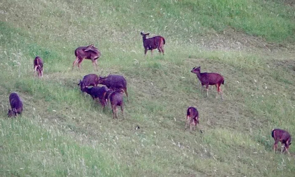 sambar deer singapore