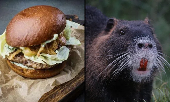 How rat-ical: Rat burger is now the latest food craze in Moscow | STOMP