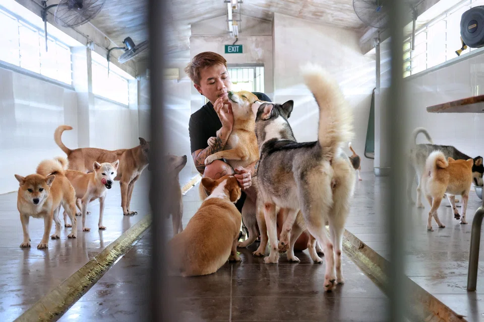 Mr Derrick Tan is president of Voices For Animals, a volunteer-based organisation that rescues, rehabilitates and rehomes retired breeding dogs. He is seen at the shelter in Sungei Tengah on Sept 16. 