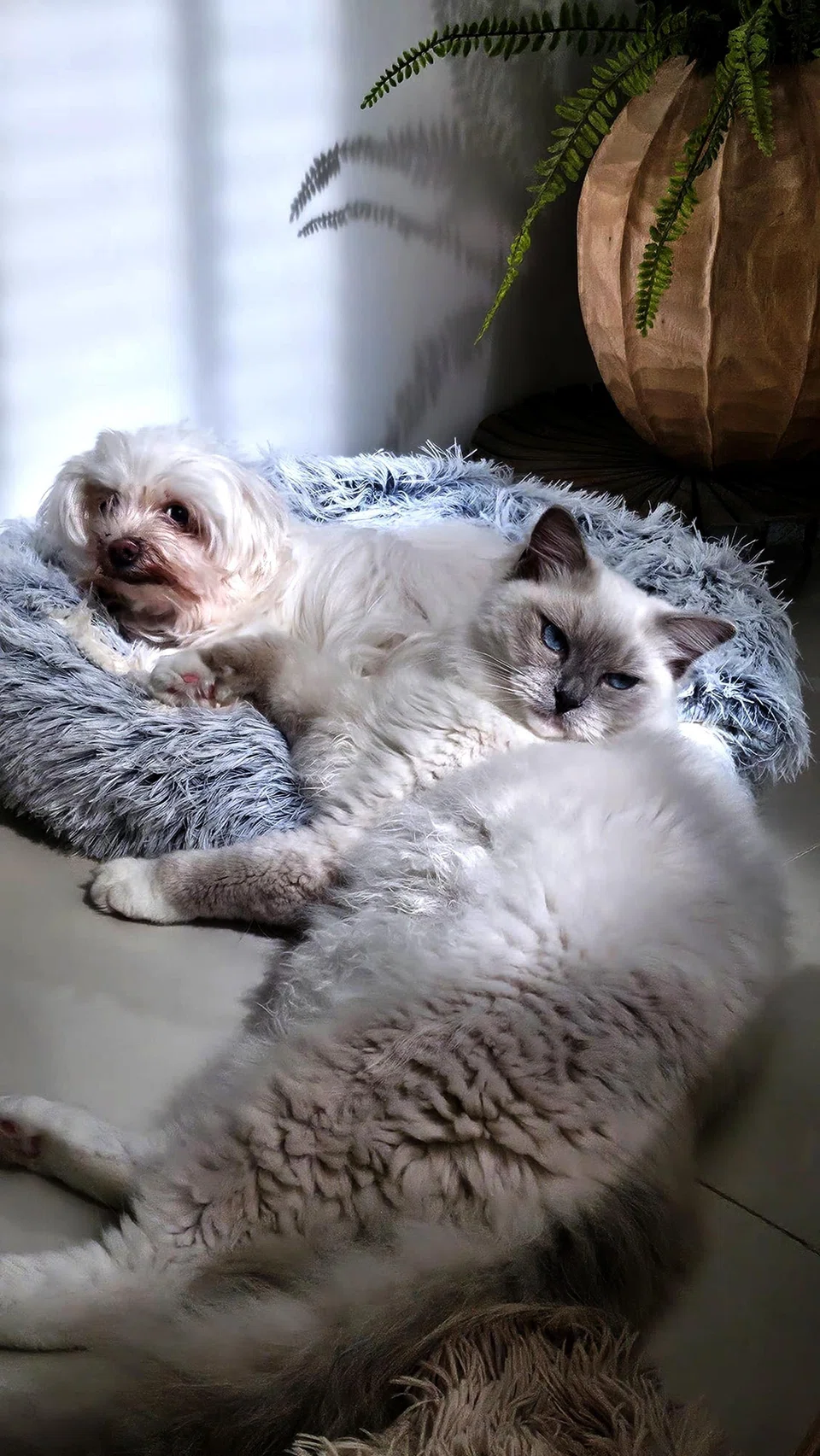 Local host-actress Michelle Chia and her husband, Mr Jackson Chen, with their fur kids – Tasha (left), a mini maltese, and Marshal, a ragdoll cat.