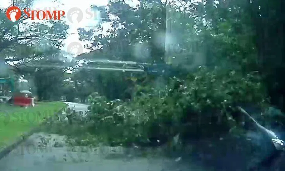 Stomper captures exact moment of tree falling on car along Yio Chu Kang ...