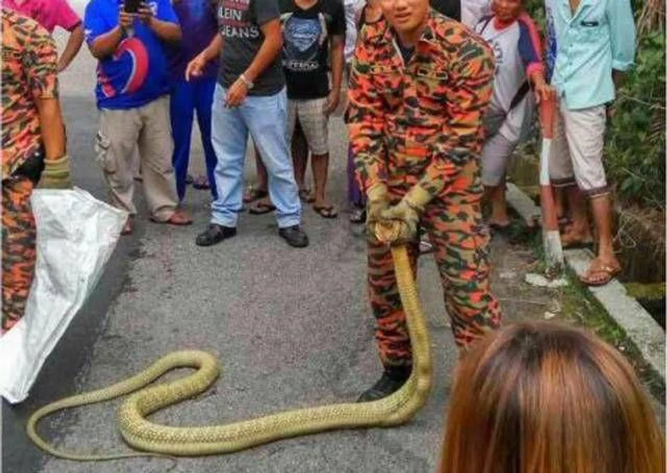 Huge king cobra found unable to move in Malaysia: It is believed to have eaten another snake