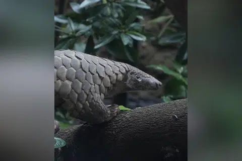 Rare Sunda pangolin rescued 7 years ago by Mandai Wildlife Reserve dies from autoimmune skin disease