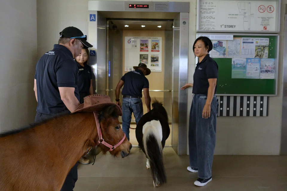 American miniature horses arriving at NTUC Health Active Ageing Centre on Feb 11, 2025.