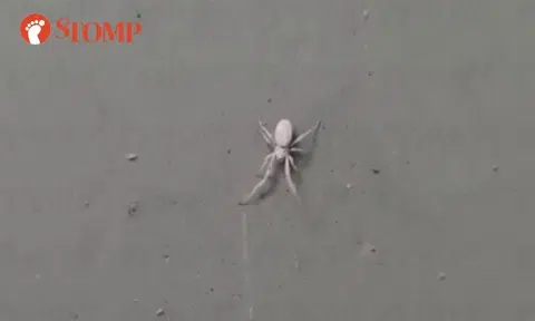 Rare white spider spotted outside Jurong West flat