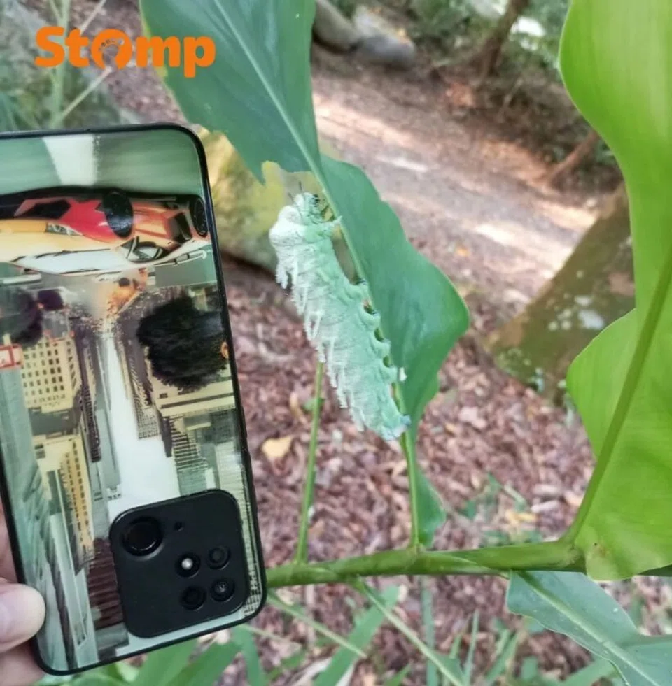 ‘Never seen caterpillars this huge’: Atlas Moth larvae spotted in Yishun Park