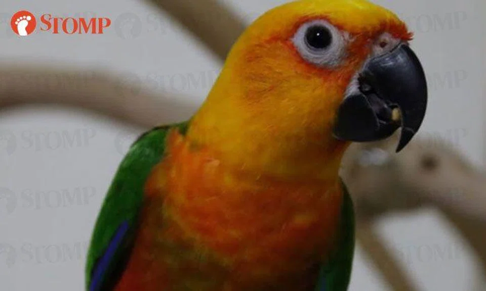 Family offering $800 reward for missing jenday conure after it flew away from Sengkang home