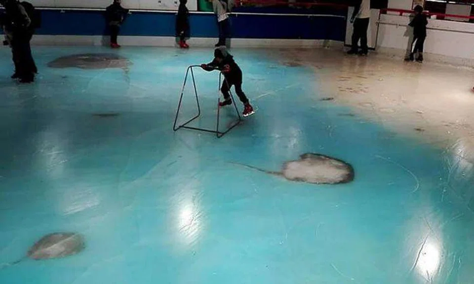 Skating rink in Japan slammed after freezing 5,000 dead fish into the ice