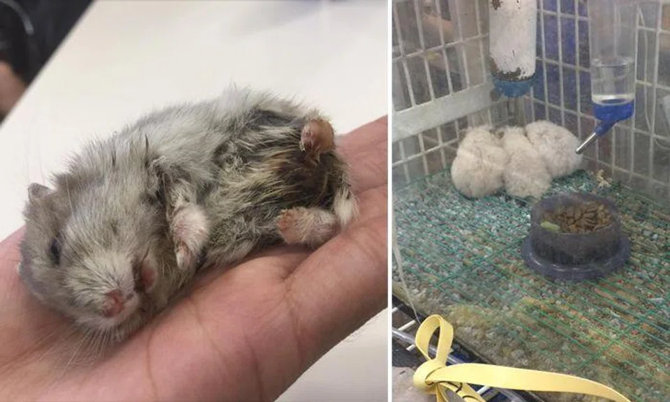 AVA investigating after allegations of dead hamster and neglected animals at Toa Payoh pet store