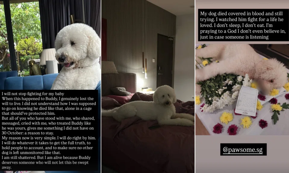 Screenshots from Instagram Stories show owner Tanya Dhillon alleging her dog Buddy died after a grooming session.