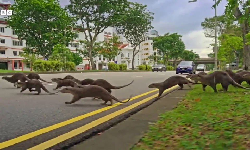 “Most people in Singapore cherish and look after the otters. You have people dedicated to making sure they cross the roads safely."