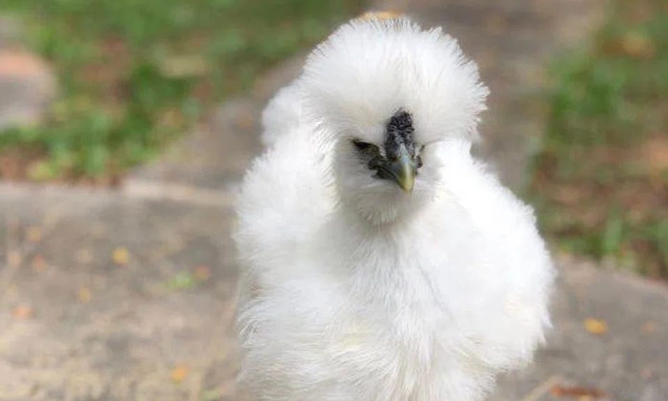 One of Miss Adeline Lim's white silkies. PHOTOS: ADELINE LIM