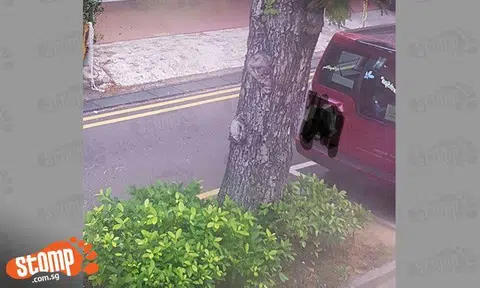 Can you see the monkey 'hiding' in this tree along East Coast Road?