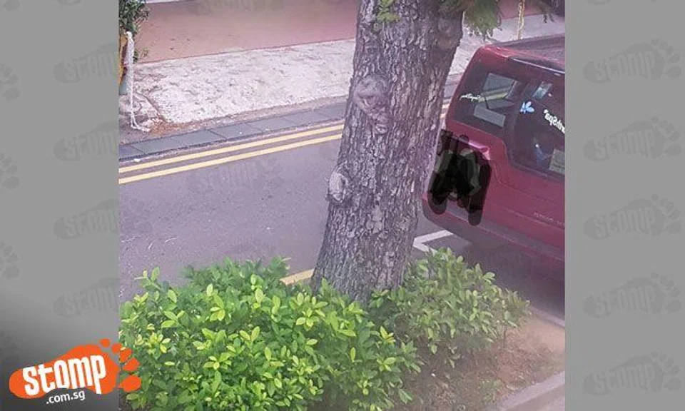 Can you see the monkey 'hiding' in this tree along East Coast Road?