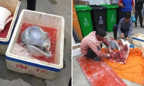 Bloody images of baby dolphin butchered on street in China will make you sick to the core