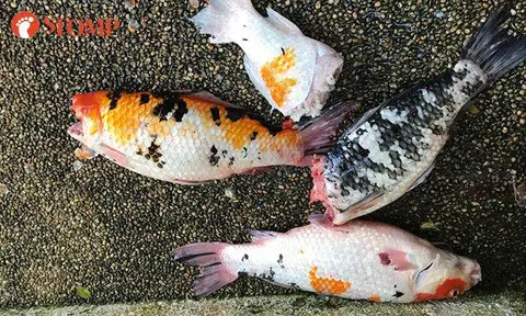 Otters kill all of family's pet koi at their Katong home: 'It has been a heartbreaking disaster'