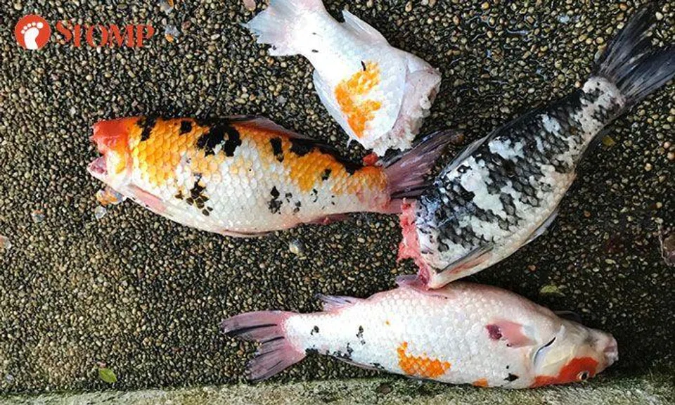 Otters kill all of family's pet koi at their Katong home: 'It has been a heartbreaking disaster'