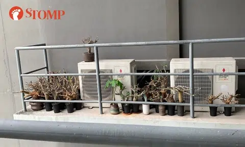 Potted plants on Clementi aircon ledge cleared after concerns of killer litter and mosquito breeding