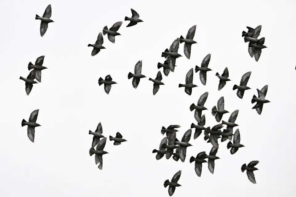 Daurian starlings flying in formation, a phenomenon known as murmuration, above the open field outside Koufu headquarters building in Woodlands Height on March 4. ST PHOTO: LIM YAOHUI