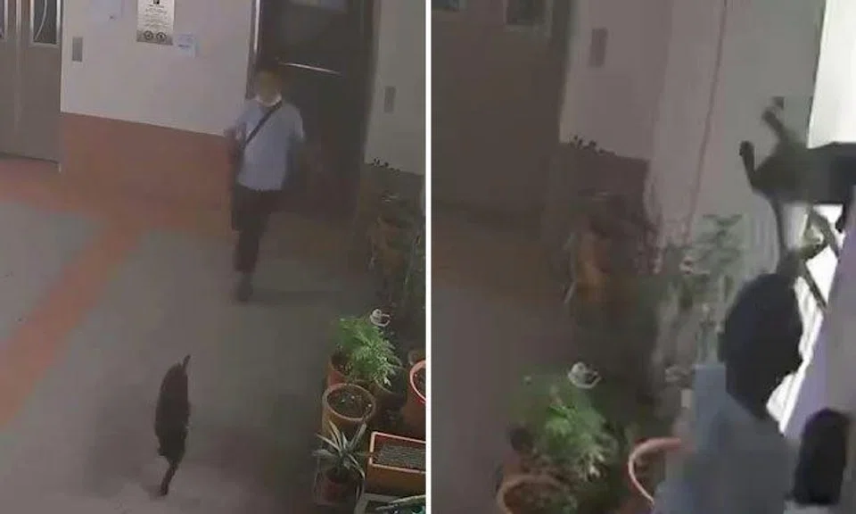 Boy caught on video throwing cat from 22nd floor of Boon Lay HDB block