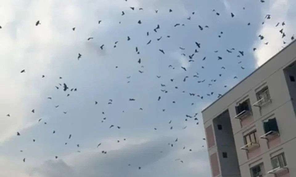 crows circle Bukit Panjang HDB flat in viral video 