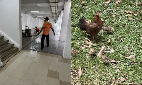 Woman upset to see workers chasing chickens in Yishun: 'Hen trying to rescue the chicks'