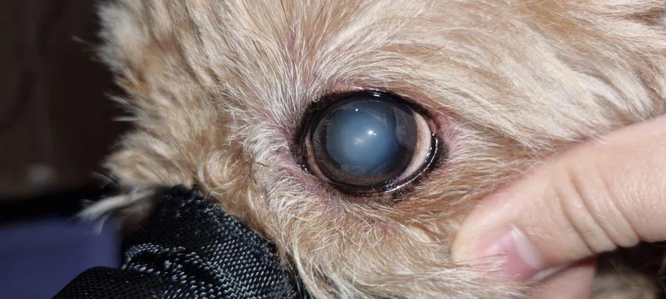 A dog experiencing nuclear sclerosis, which is a normal ageing change that makes the lens appear slightly cloudy, like looking through lightly frosted glass.
