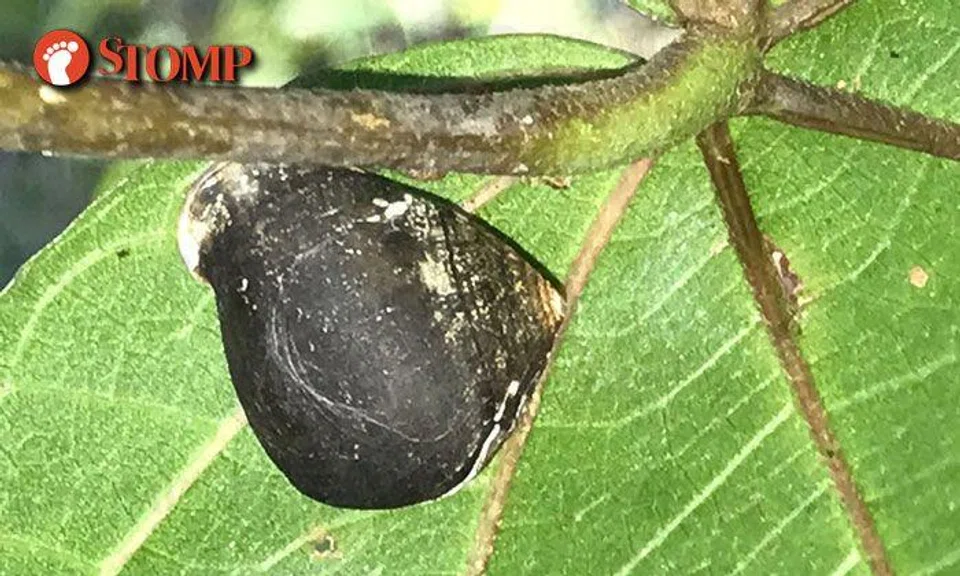 Man makes astonishing discovery deep in the mangroves of Coney Island