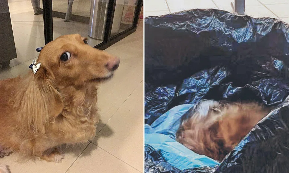 pet cremation services, dog’s body, rubbish bin