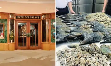 Changi Beach seafood, Havelock Palace, food safety