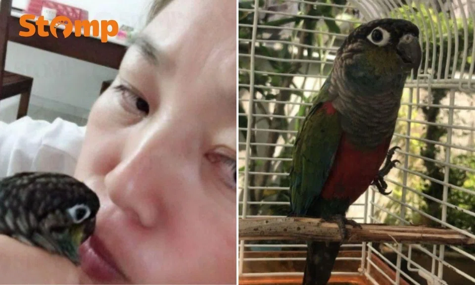 Stomp stories difference