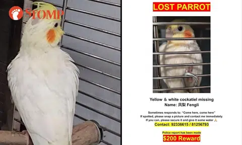 $200 reward for lost parrot last seen at Jurong West Avenue 3