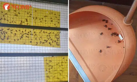 Pasir Ris residents endure bee infestation for over 6 months: 'This is no way for anyone to live'