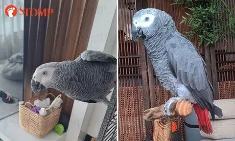 Family distraught after pet African grey parrot flies off from Teban Gardens home