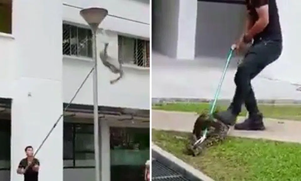 Acres says python was not removed correctly from lamp post in Bukit Batok