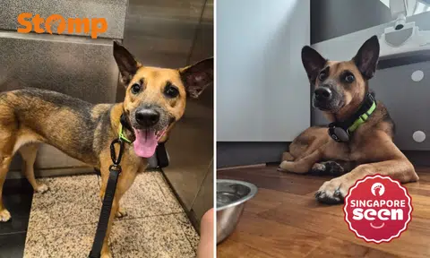 Owner looking for 'very skittish' Singapore Special last seen at Bukit Timah Nature Reserve