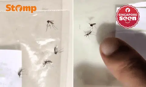 Yishun resident beset by mosquitoes catches 10 a day, turns to NEA for help: 'I'm really at wit's end'