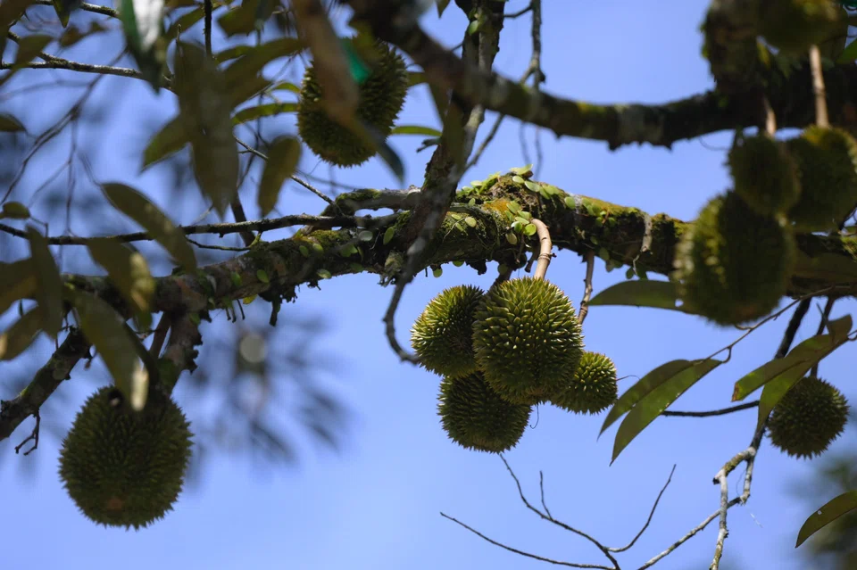 Fruit on a durian tree at VS Farms in Bekok, Johor, in early June.