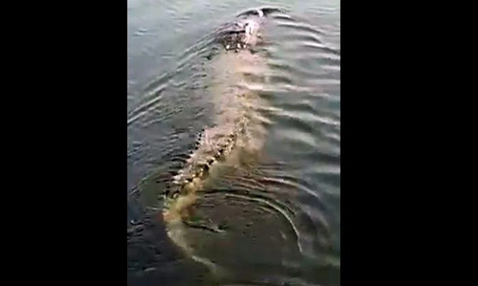 Video of large crocodile allegedly swimming in Sembawang waters goes viral