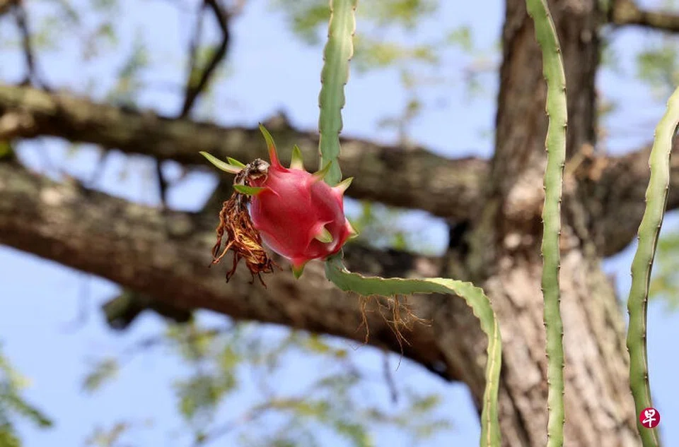 Birds may have pecked at discarded dragon fruits from a nearby fruit stall, with their droppings leaving seeds on the tree and giving the fruit a chance to grow.