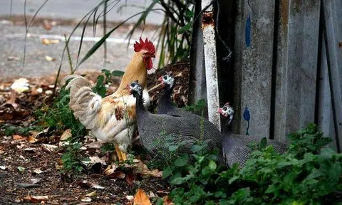 Photo by The Straits Times (Ariffin Jamar)
