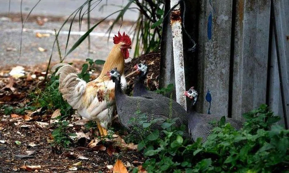 Photo by The Straits Times (Ariffin Jamar)