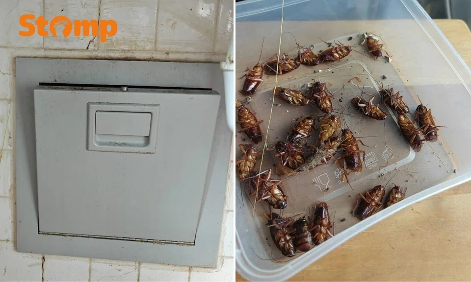 Tampines residents cockroaches infestation rubbish chute