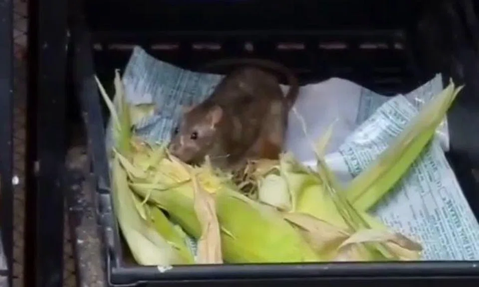 Giant supermarket in Hougang undergoes 'high-level disinfection' after rat seen munching on corn