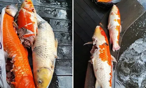 Lawyer in Bright Hill horrified after finding his beloved koi mutilated by otters