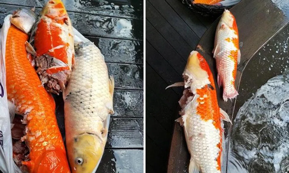 In total, the eight dead koi were valued at under $10,000.