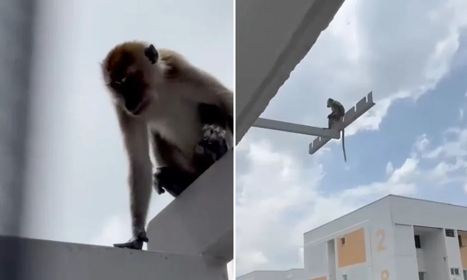 Netizens were amused by the sight of the monkey sitting pensively on the bamboo support bracket. 
